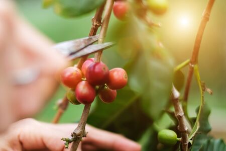 farmers cutting branch of cherry Coffee, red or ripe arabica berries. Harvesting, agriculture, plantation conceptsの写真素材