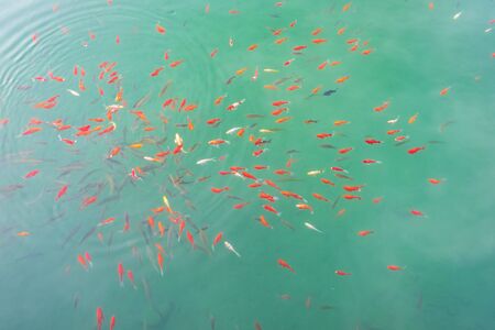 Fishes swimming in Black Dragon Pool, landmark and popular spot for tourists attractions near Lijiang Old Town. Lijiang, Yunnan, Chinaの写真素材