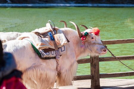 Beautiful of Yak at Blue Moon Valley, landmark and popular spot for tourists attractions inside the Jade Dragon Snow Mountain (Yulong) Scenic Area, near Lijiang Old Town. Lijiang, Yunnan, China.の写真素材