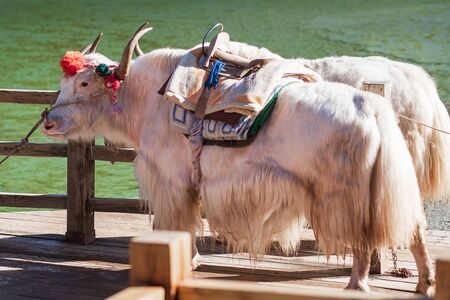 Beautiful of Yak at Blue Moon Valley, landmark and popular spot for tourists attractions inside the Jade Dragon Snow Mountain (Yulong) Scenic Area, near Lijiang Old Town. Lijiang, Yunnan, China.の写真素材