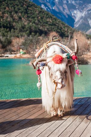 Beautiful of Yak at Blue Moon Valley, landmark and popular spot for tourists attractions inside the Jade Dragon Snow Mountain (Yulong) Scenic Area, near Lijiang Old Town. Lijiang, Yunnan, China.の写真素材