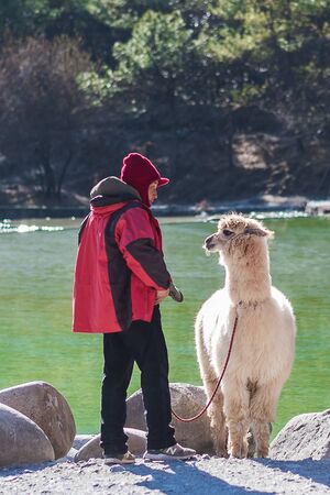 Alpaca with Owner at Blue Moon Valley, landmark and popular tourist attraction inside the Jade Dragon Snow Mountain (Yulong) Scenic Area, near Lijiang Old Town. Lijiang, Yunnan, China, 6 December 2019のeditorial素材