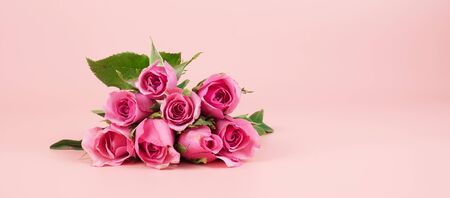 Pink Rose flower on pink background with copy space for textの写真素材