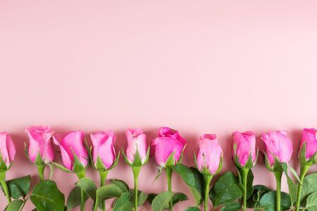 Pink Rose flower on pink background with copy space for textの写真素材