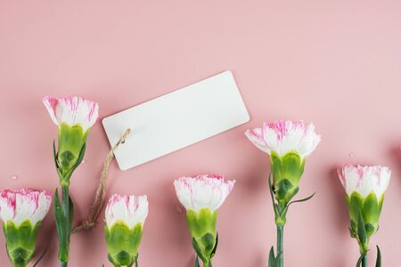 Carnation flower on pink background with copy space for textの写真素材