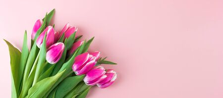 Pink tulip flower on blue wood table background with copy space for textの写真素材