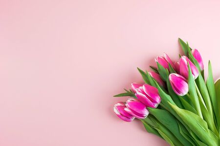 Pink tulip flower on blue wood table background with copy space for textの写真素材