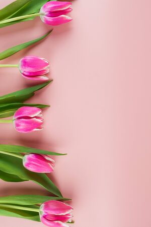 Pink tulip flower on blue wood table background with copy space for textの写真素材