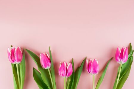 Pink tulip flower on blue wood table background with copy space for textの写真素材