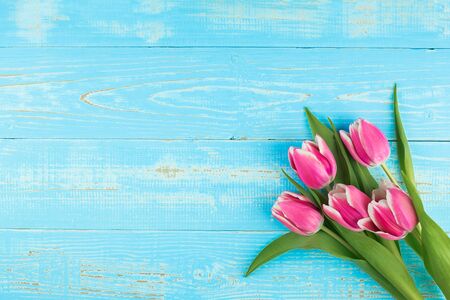 Pink tulip flower on blue wood table background with copy space for textの写真素材