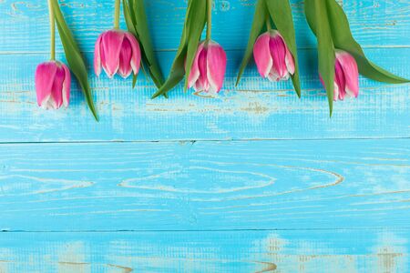 Pink tulip flower on blue wood table background with copy space for textの写真素材