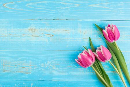Pink tulip flower on blue wood table background with copy space for textの写真素材