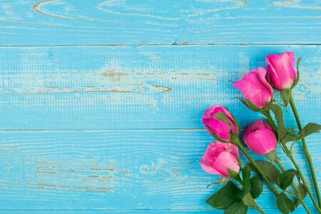 Pink rose flower on blue wood table background with copy space for textの写真素材
