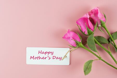 Pink Rose flower on pink background with copy space for text. Love and Mother day conceptの写真素材