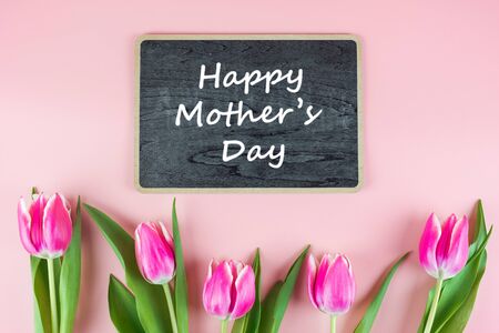Pink Tulip flower on pink background with copy space for text. Love and Mother day conceptの写真素材