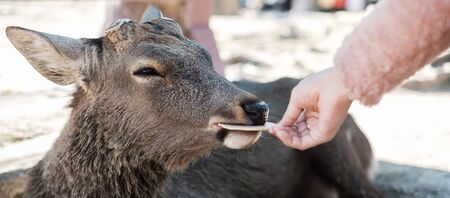 Tourist feeding Deer around Nara park and Todaiji temple. Asian traveler visit in Nara near Osaka. landmark and popular for tourists attractions Japan. Asia travel conceptの写真素材