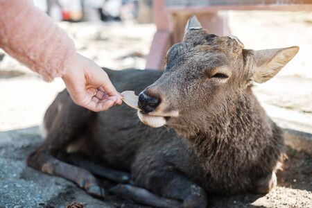 Tourist feeding Deer around Nara park and Todaiji temple. Asian traveler visit in Nara near Osaka. landmark and popular for tourists attractions Japan. Asia travel conceptの写真素材