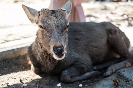 Deer around Nara park and Todaiji temple. Asian traveler visit in Nara near Osaka. landmark and popular for tourists attractions Japan. Asia travel conceptの写真素材