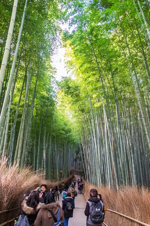 Arashiyama Bamboo Grove or Sagano Bamboo Forest, is a natural forest of bamboo in Arashiyama, landmark and popular for tourists attractions in Kyoto. Kyoto, Japan, 25 November 2019のeditorial素材