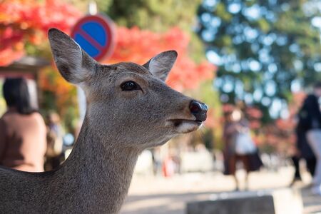 Deer around Nara park and Todaiji temple. Asian traveler visit in Nara near Osaka. landmark and popular for tourists attractions Japan. Asia travel conceptの写真素材