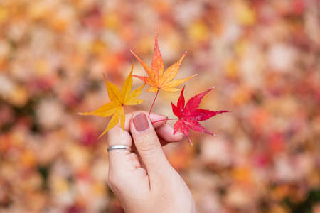 Woman hand holding maple leaves, yellow, orange, and red color. Colorful falling foliage in the garden, natural background banner for Autumn season, seasonal change, different and transition conceptの写真素材
