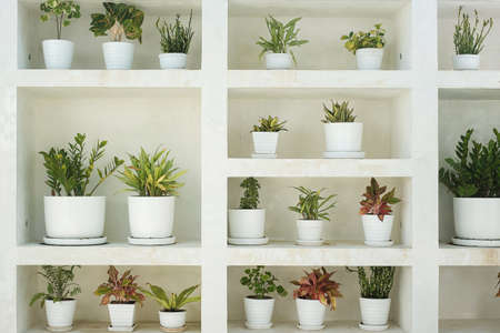 plants in white pots in the home gardenの写真素材