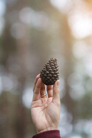 Woman hand holding dry Pine cone seedの写真素材