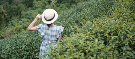 Happy woman tourist in blue dress and hat enjoy beautiful Tea garden.Traveler visiting in green natural hills in morning. travel, vacation, trip and journey conceptの写真素材