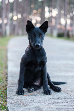 A dog sitting in the park, a young black dog looking to somethingの写真素材