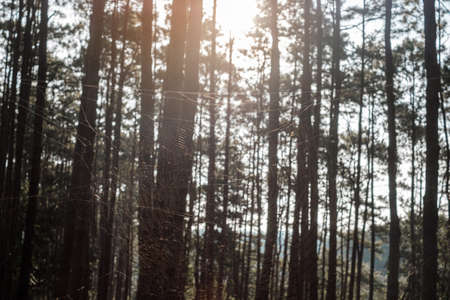pine tree forest with spider in winter seasonの写真素材