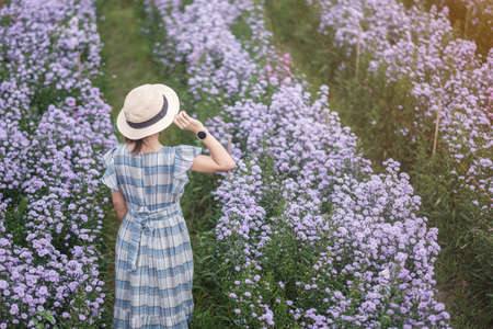Happy woman tourist in blue dress enjoy in purple Margaret flowers garden. travel, nature, vacation and holiday conceptの写真素材