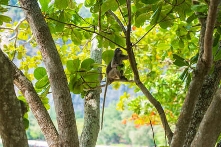 Dusky leaf Langur monkey (Trachypithecus obscurus) hang and eat green leaves on the tree at Railay...