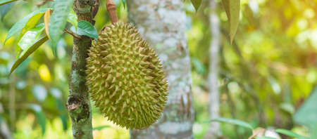 Fresh Durian hanging on tree in garden background, king of fruit Thailand. Famous Southeast food and Asian Exotic tropical Fruit conceptの写真素材