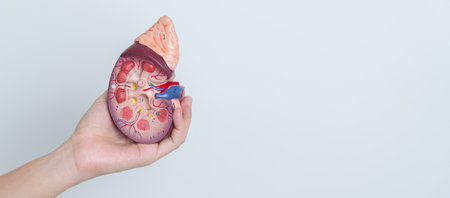 woman holding Anatomical human kidney Adrenal gland model. disease of Urinary system and Stones, Cancer, world kidney day, Chronic kidney and Organ Donor Day conceptの写真素材