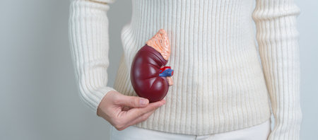 woman holding Anatomical human kidney Adrenal gland model. disease of Urinary system and Stones, Cancer, world kidney day, Chronic kidney and Organ Donor Day conceptの写真素材
