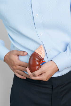 Man holding Anatomical human kidney Adrenal gland model. disease of Urinary system and Stones, Cancer, world kidney day, Chronic kidney and Organ Donor Day conceptの写真素材