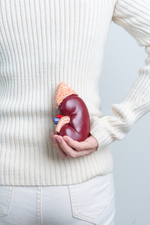 woman holding Anatomical human kidney Adrenal gland model. disease of Urinary system and Stones, Cancer, world kidney day, Chronic kidney and Organ Donor Day conceptの写真素材