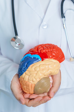 doctor holding human Brain model. World Brain Tumor day, Brain Stroke, Dementia, alzheimer, parkinson and world mental health conceptの写真素材