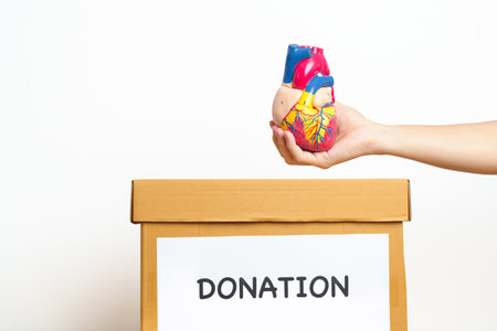 Organ Donation, Charity, Volunteer, Giving Concept. hand holding Heart  model into donate box for support Cardiovascular Diseases, Atherosclerosis, Hypertensive Heart, world Heart day and healthの写真素材
