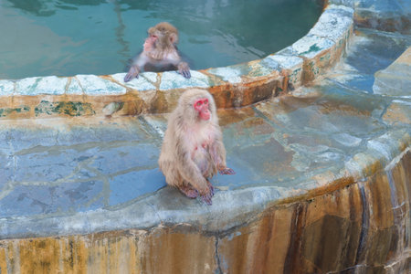 Monkey soaking in hot spring, Hakodate Tropical Botanical Garden with Snow in winter Season. landmark and popular for attractions in Hokkaido, Japan. Travel and Vacation conceptの写真素材