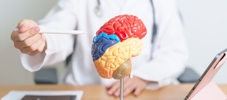doctor with human Brain anatomy model and tablet. World Brain Tumor day, Brain Stroke, Dementia, alzheimer, parkinson and world mental health conceptの写真素材