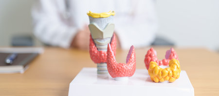 Doctor with human Thyroid anatomy model. Hyperthyroidism, Hypothyroidism, Hashimoto Thyroiditis,...