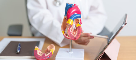 Doctor with human Heart anatomy model and tablet. Cardiovascular Diseases, Atherosclerosis, Hypertensive Heart, Valvular Heart, Aortopulmonary window, world Heart day and health conceptの写真素材