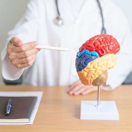 doctor with human Brain anatomy model. World Brain Tumor day, Brain Stroke, Dementia, alzheimer, parkinson and world mental health conceptの写真素材