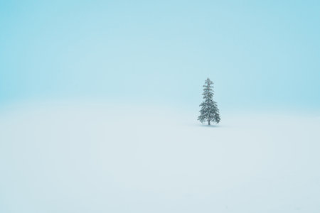Beautiful Christmas tree with Snow in winter season at Biei Patchwork Road landmark and popular for attractions in Hokkaido, Japan. Travel and Vacation conceptの写真素材