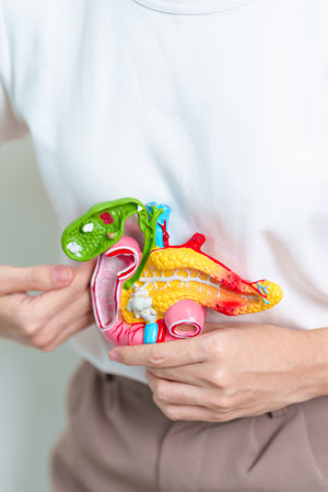Woman holding human Pancreatitis anatomy model with Pancreas, Gallbladder, Bile Duct, Duodenum,...