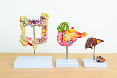 human Digestive system anatomy model, Pancreas, Gallbladder, Bile Duct, Liver and Colon Large Intestine. Disease, healthcare and Health conceptの写真素材