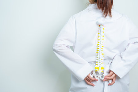 Doctor with human Spine anatomy model. Spinal Cord Disorder and disease, Back pain, Lumbar, Sacral pelvis, Cervical neck, Thoracic, Coccyx, Orthopedist, chiropractic, Office Syndrome and healthの写真素材