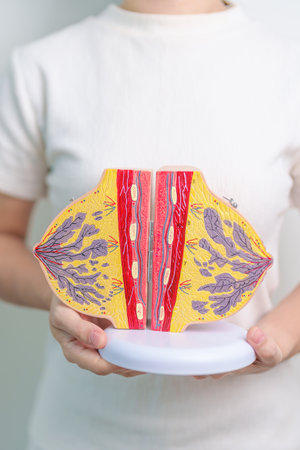 Woman holding Breast Anatomy model. Breast Augmentation Surgery, October Breast Cancer Awareness month, Pregnant, Diagnosis, Beauty woman enlargement and medical conceptの写真素材