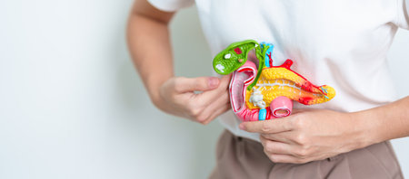Woman holding human Pancreatitis anatomy model with Pancreas, Gallbladder, Bile Duct, Duodenum, Small intestine. Pancreatic cancer, Acute and Chronic pancreatitis,  Digestive system and Health conceptの写真素材